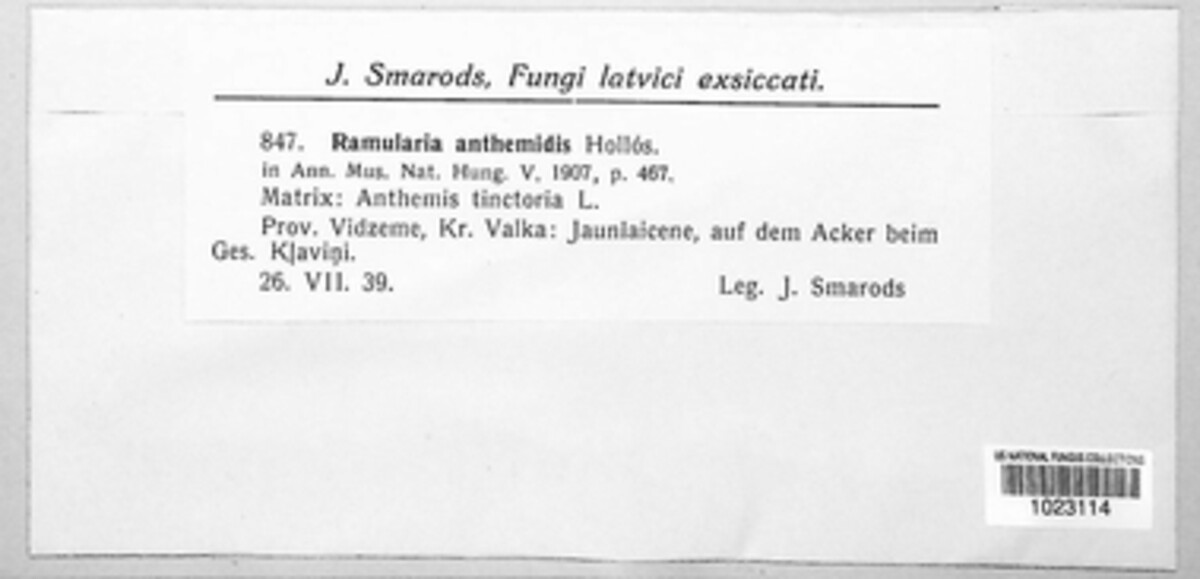 Ramularia anthemidis image